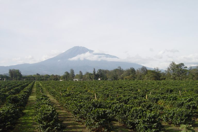 burka-coffee-farm