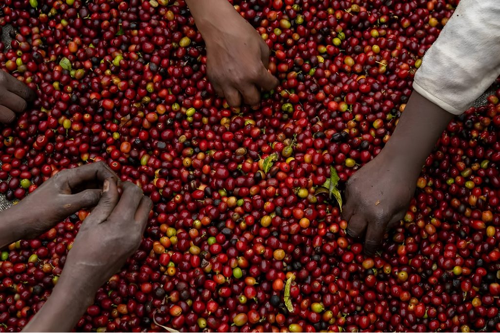 burka-coffee-background